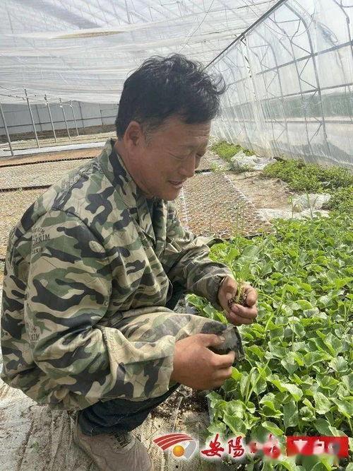滑县八里营今日瓜价格,今日瓜价行情一览”