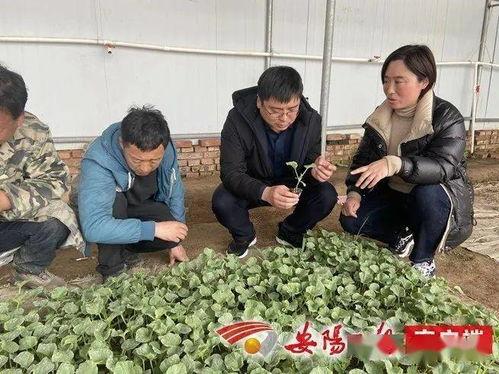 滑县八里营今日瓜价格,今日瓜价行情一览”