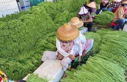 今日瓜菜批发价多少,今日瓜菜批发价行情一览