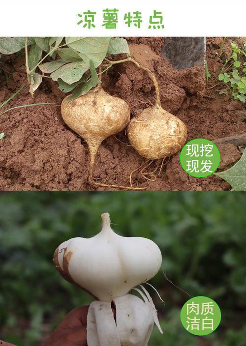 昆明今日土瓜价格行情,实惠之选，市民抢购热潮