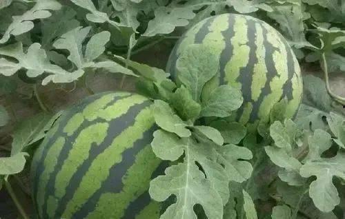今日西小瓜价格最新行情,今日行情一览