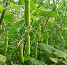 瓠瓜今日行情走势图片,今日走势解析