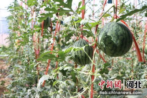 潍坊小吊瓜今日报价,新鲜上市，价格实惠，抢购从速！”
