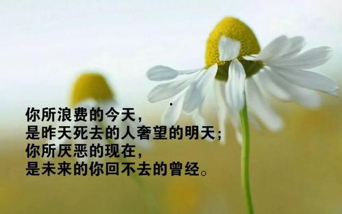 今日摘瓜文案句子图片唯美,唯美摘瓜瞬间