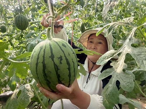 西华小吊瓜今日价格多少,市场行情一览”
