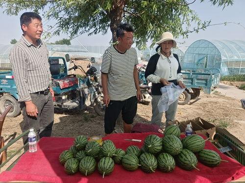 西华小吊瓜今日价格多少,市场行情一览”