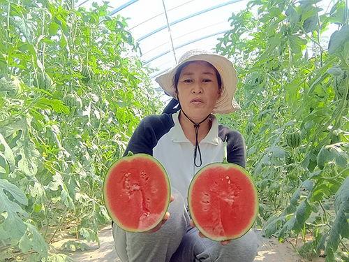 郑州中牟小吊瓜今日价格,价格行情一览