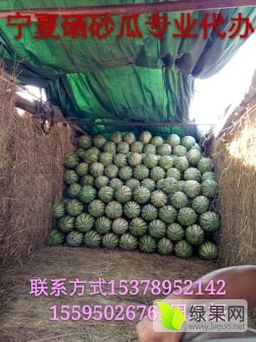 今日中卫硒砂瓜行情,品质硒砂瓜，价格稳中向好
