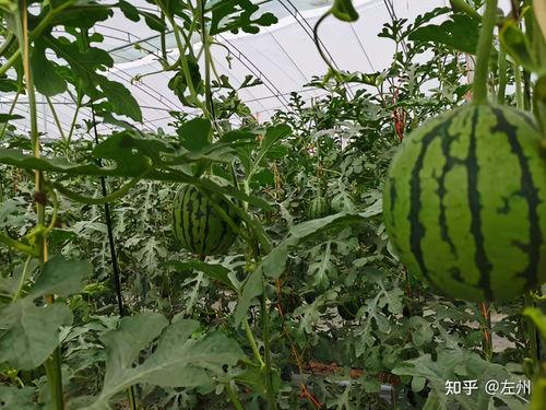 小吊瓜产地今日行情最新,今日最新价格走势解析”