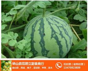 砀山小白瓜今日价格行情,涨跌波动，市场动态一览