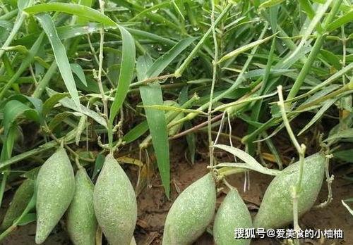地梢瓜今日收购价,市场行情动态解析”