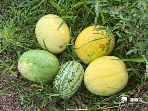 丽水今日吃瓜事件真相,真相揭秘，还原事件始末