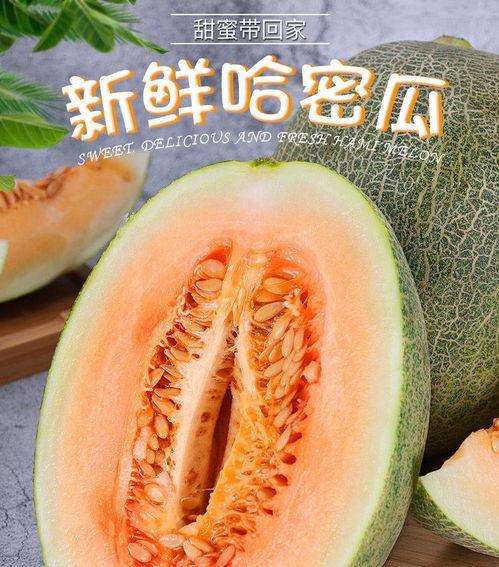 今日海南哈密瓜最新批发,甜蜜滋味席卷市场